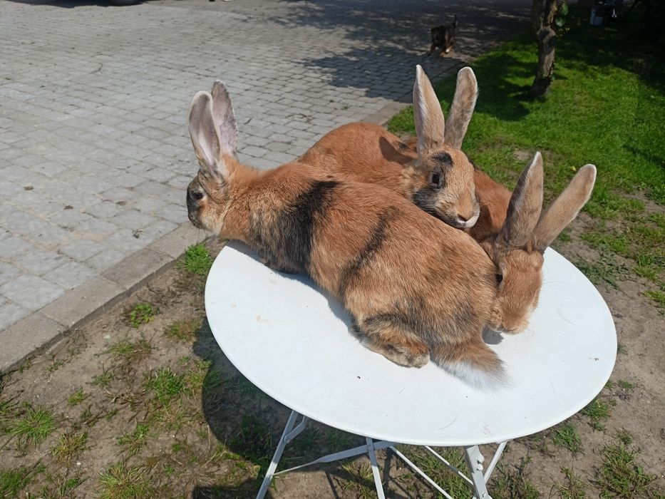 Króliki japońskie
