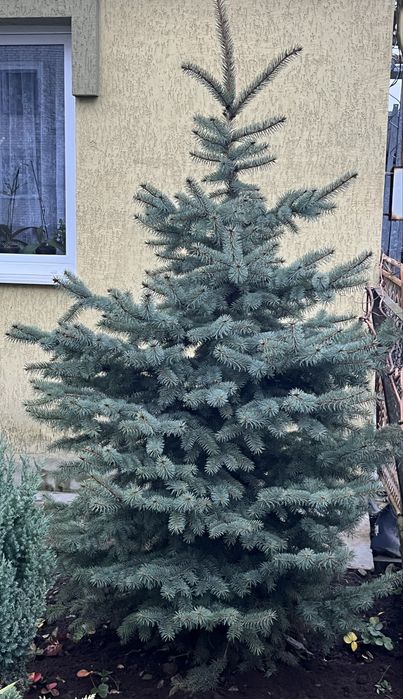 Жива ялинка Глаука Маджістик 2м під зріз