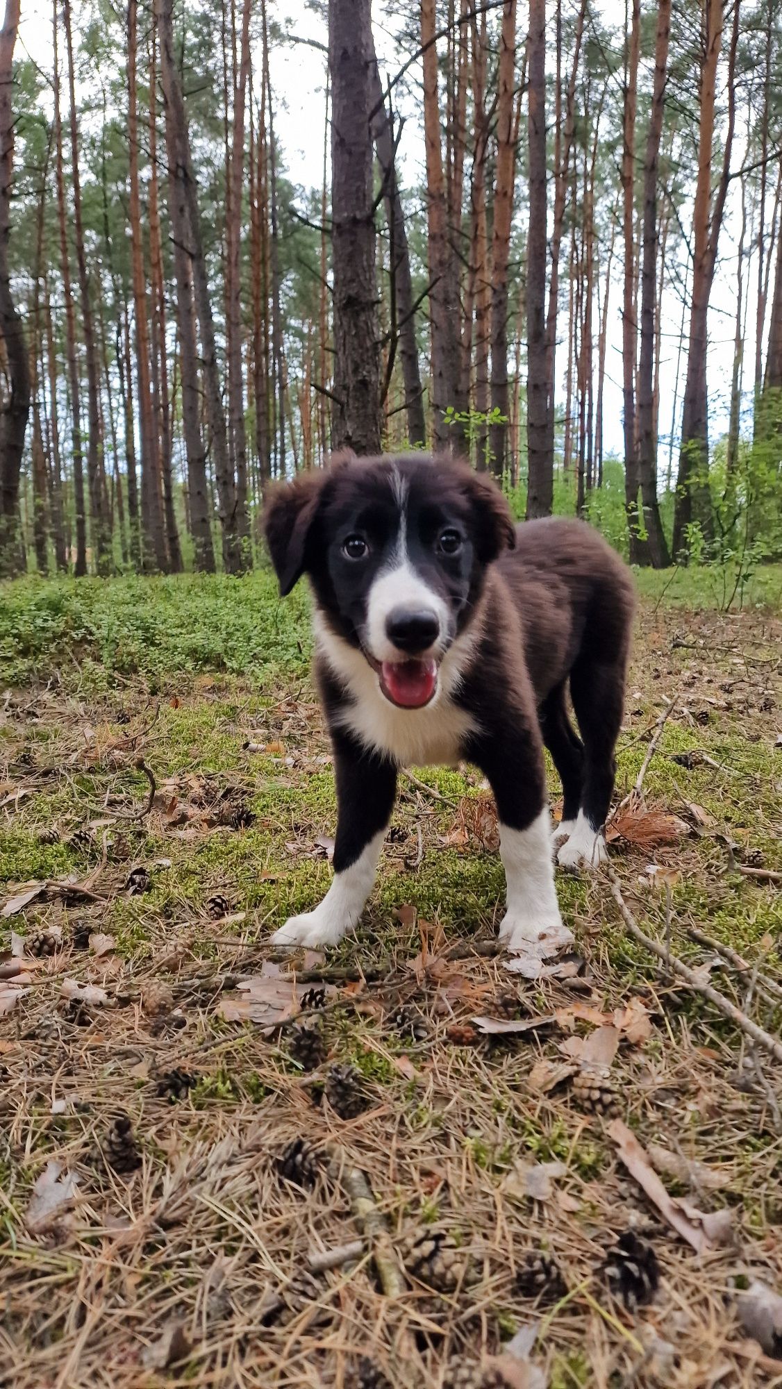 Border Collie piesek czarno biały