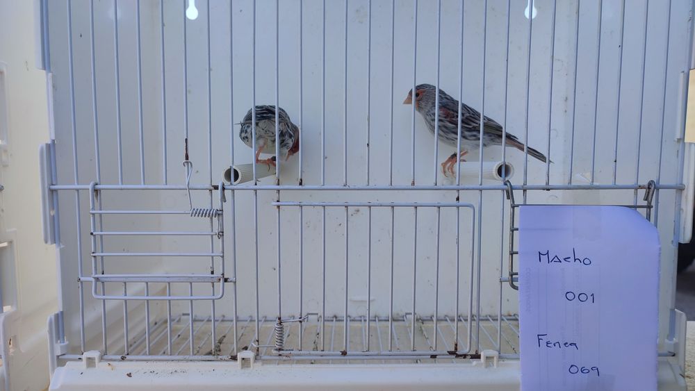 Canários Ágatas mosaico vermelho