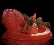 Przepiękne kocie sfinks.kot sphynx