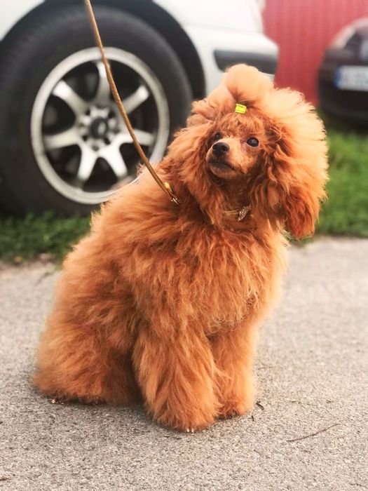 Пудель той с хорошей родословной, красивый жених