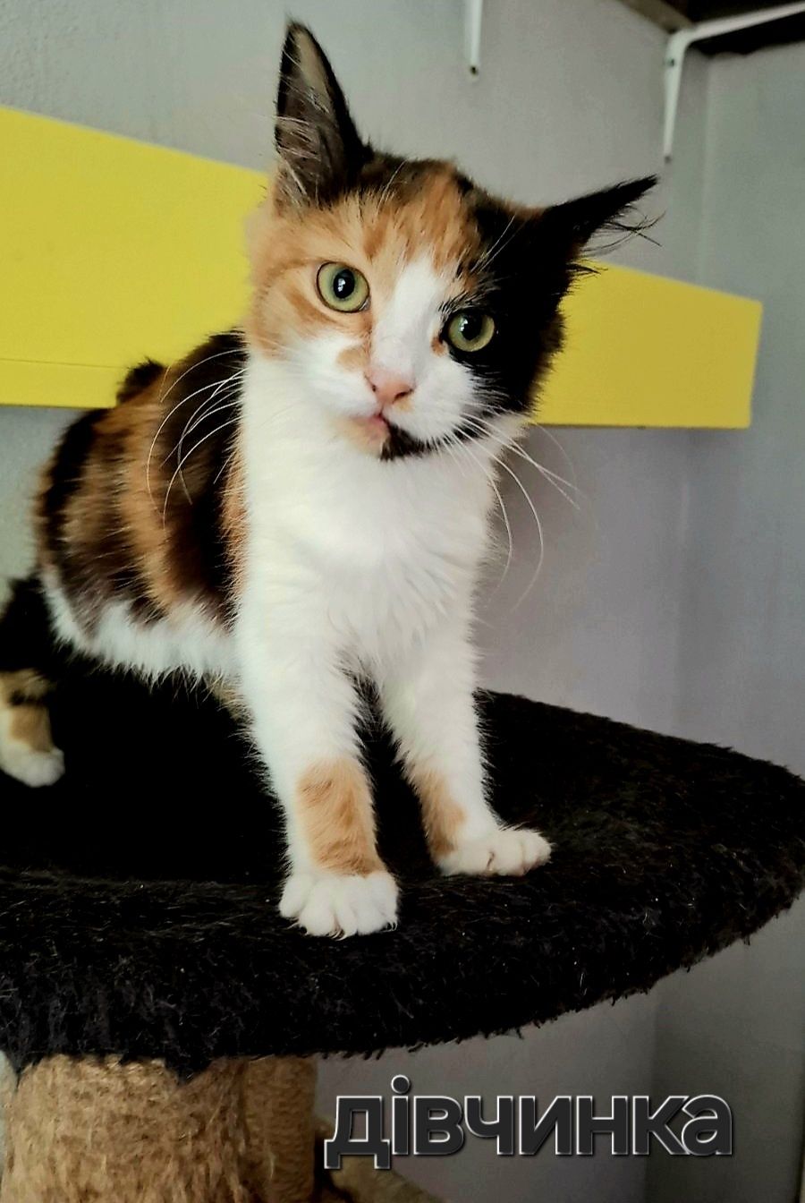 Котятки в добрые и любящие ручки