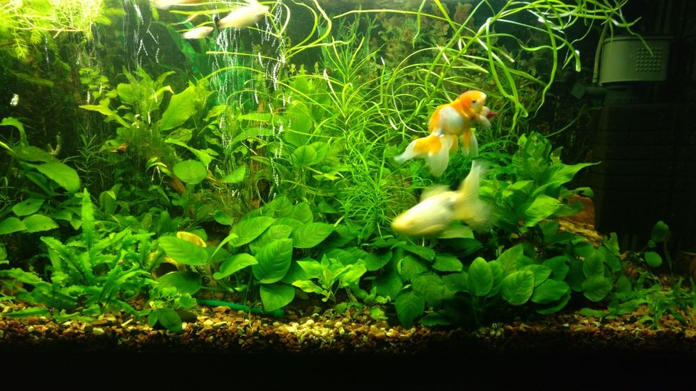 Аквариумные растения