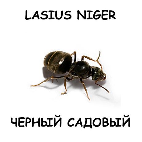Матки lasius niger