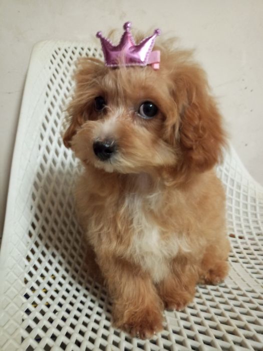 F1,міні-манюня Міранда