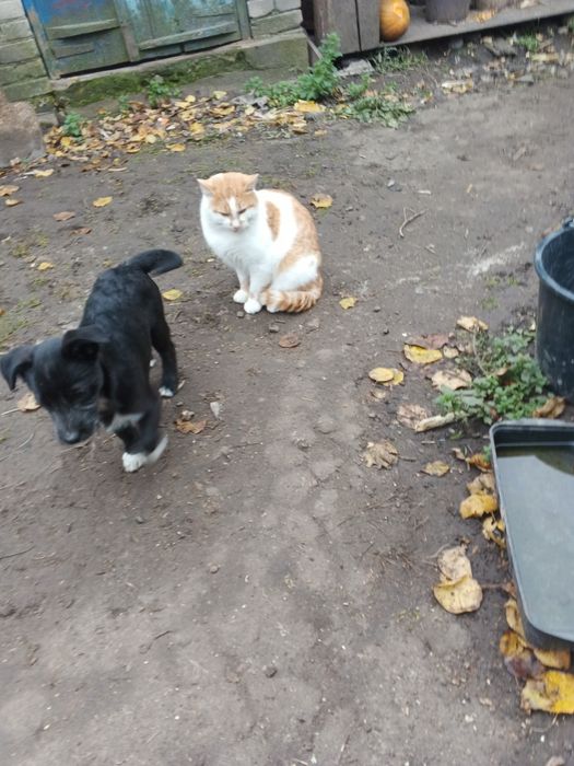 Віддам безкоштовно