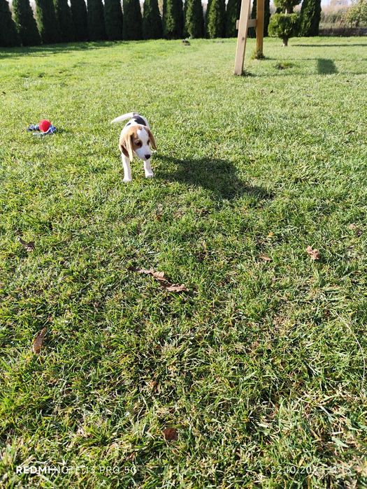 Suczka Beagle gotowa do odbioru metryka czip wyprawka