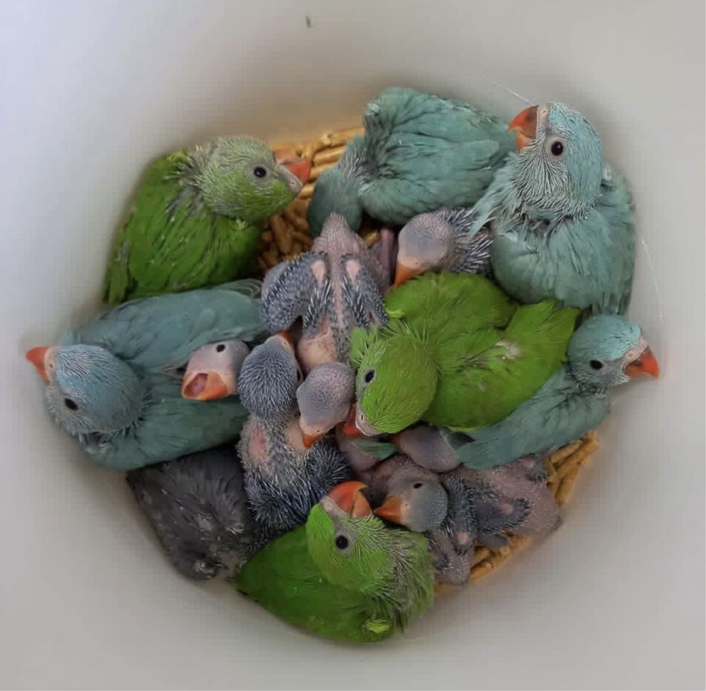 Ожереловый ,ожереловые птенцы ручные говорящие попугаи