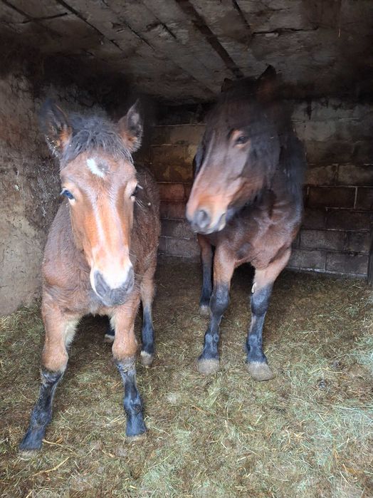 Do sprzedania klacz i źrebie