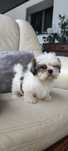 Shih-tzu macho (tricolor)