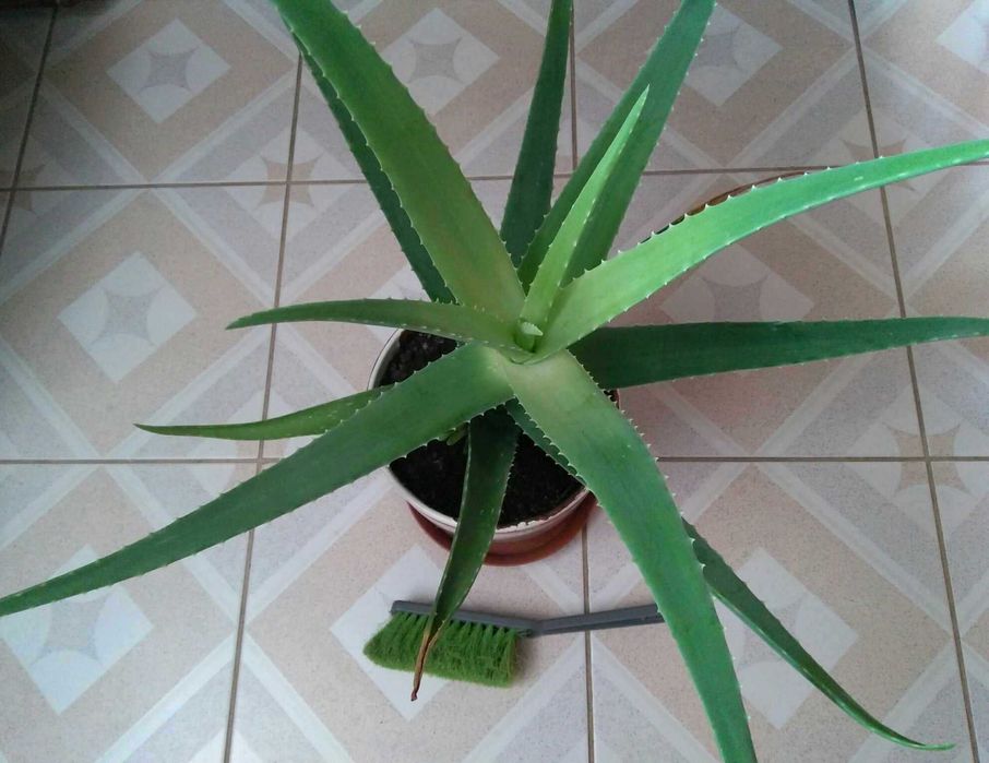 Aloes w ozdobnej doniczce