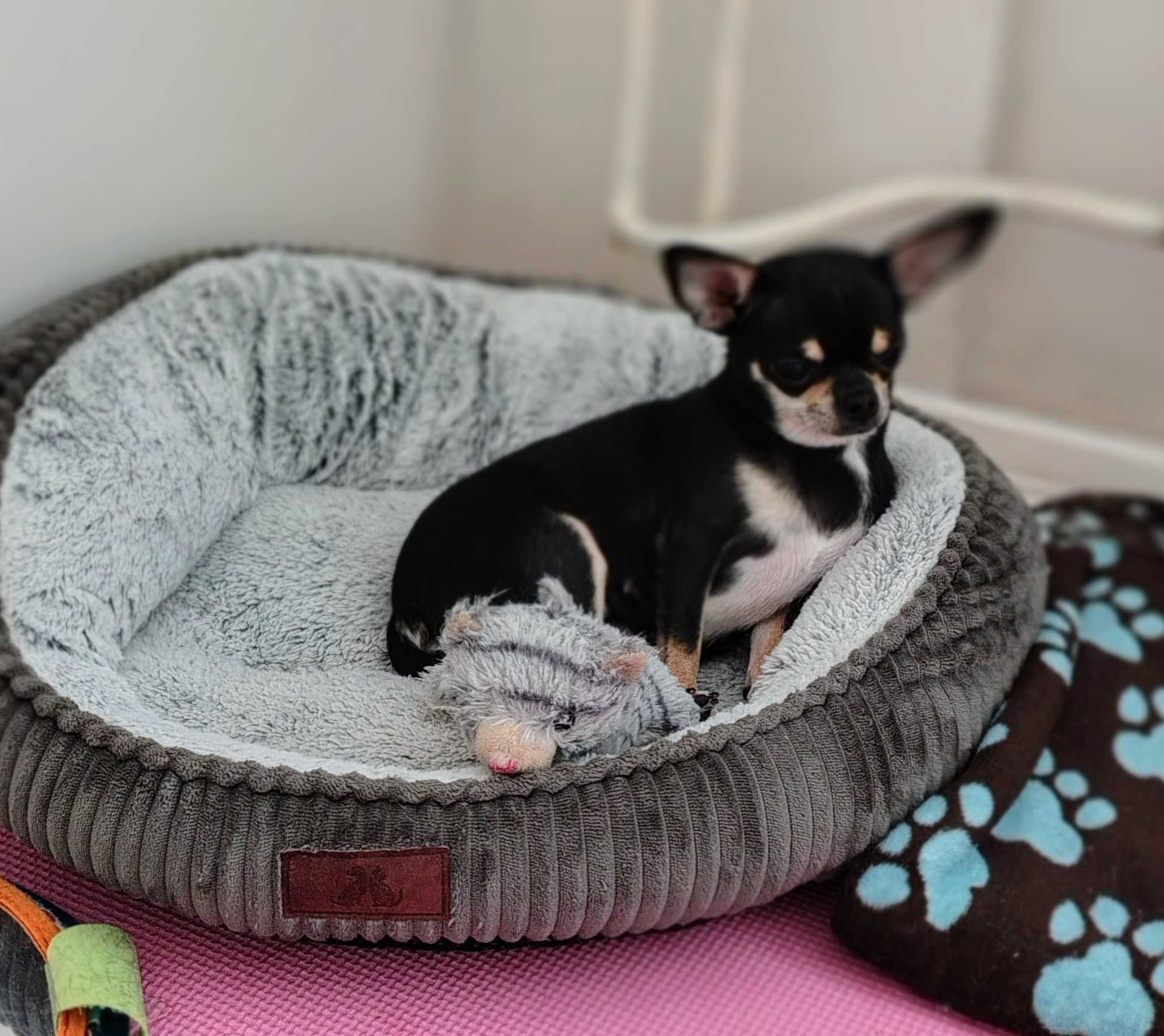 Sliczna sunia chihuahua czarna ze znaczeniami