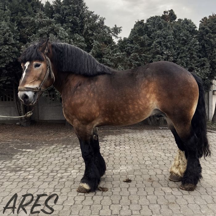 Ogier sztumski zimnokrwisty