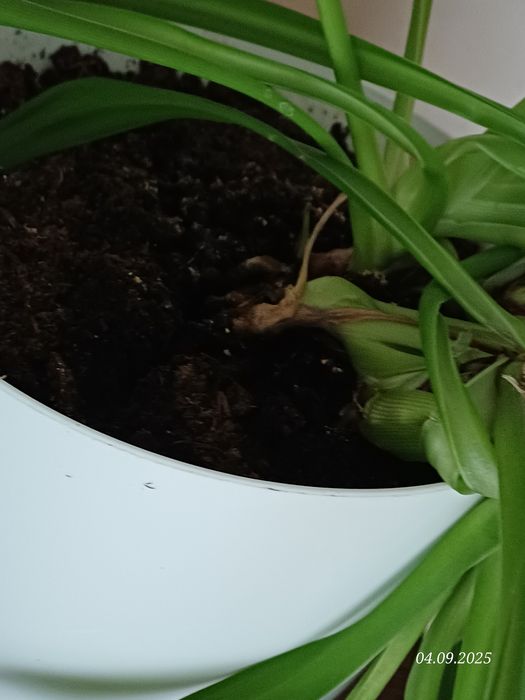 Zielistka z doniczką