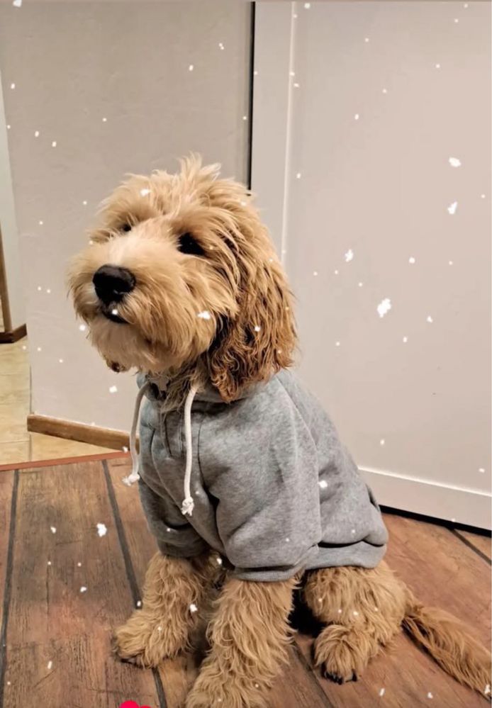 Labradoodle F3b chłopczyk