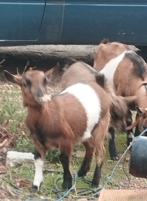 Vendo 3 cabras micro anã 170€ as três