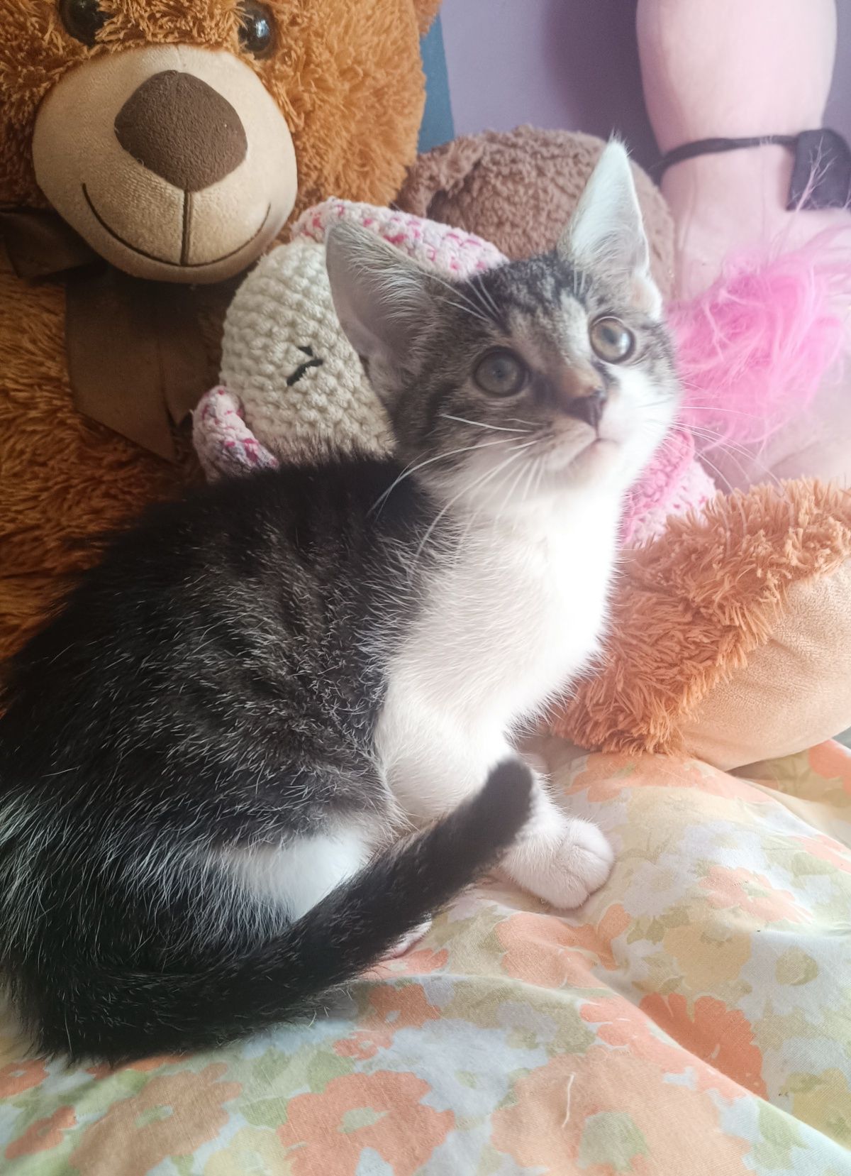 Tiffu i Zuri kotki do adopcji