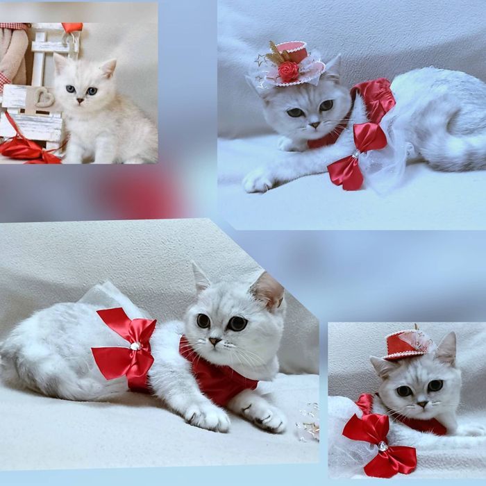 Чистокровні , неймовірно чарівні маленькі гарнюні