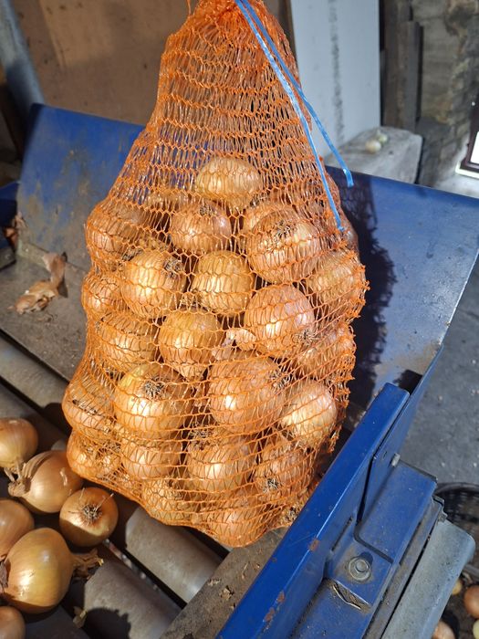 Cebula worek 5.10.15kg