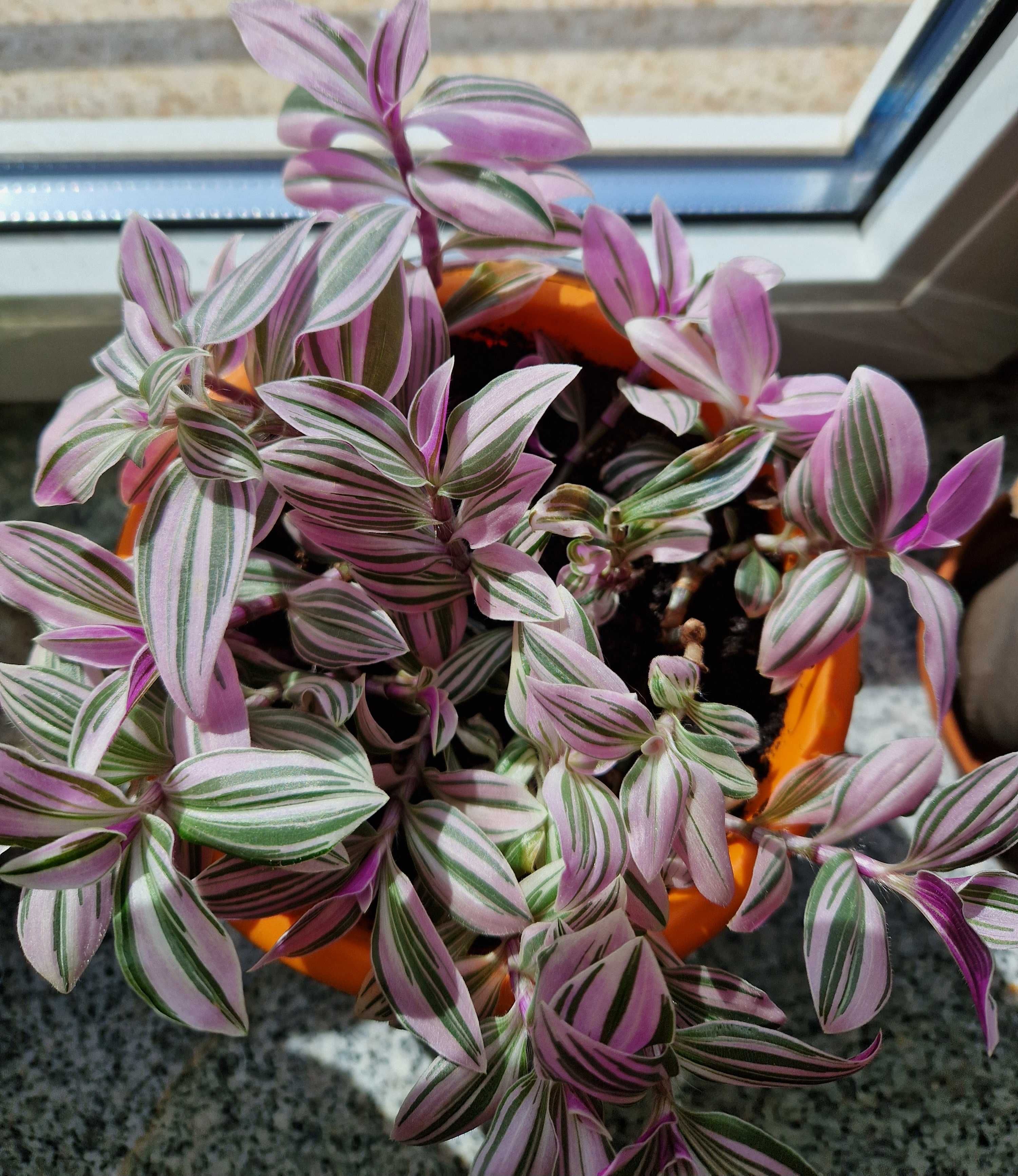 Tradescantia 'Mini Pink,