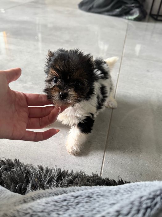 York biewer tricolor suczka xs mini