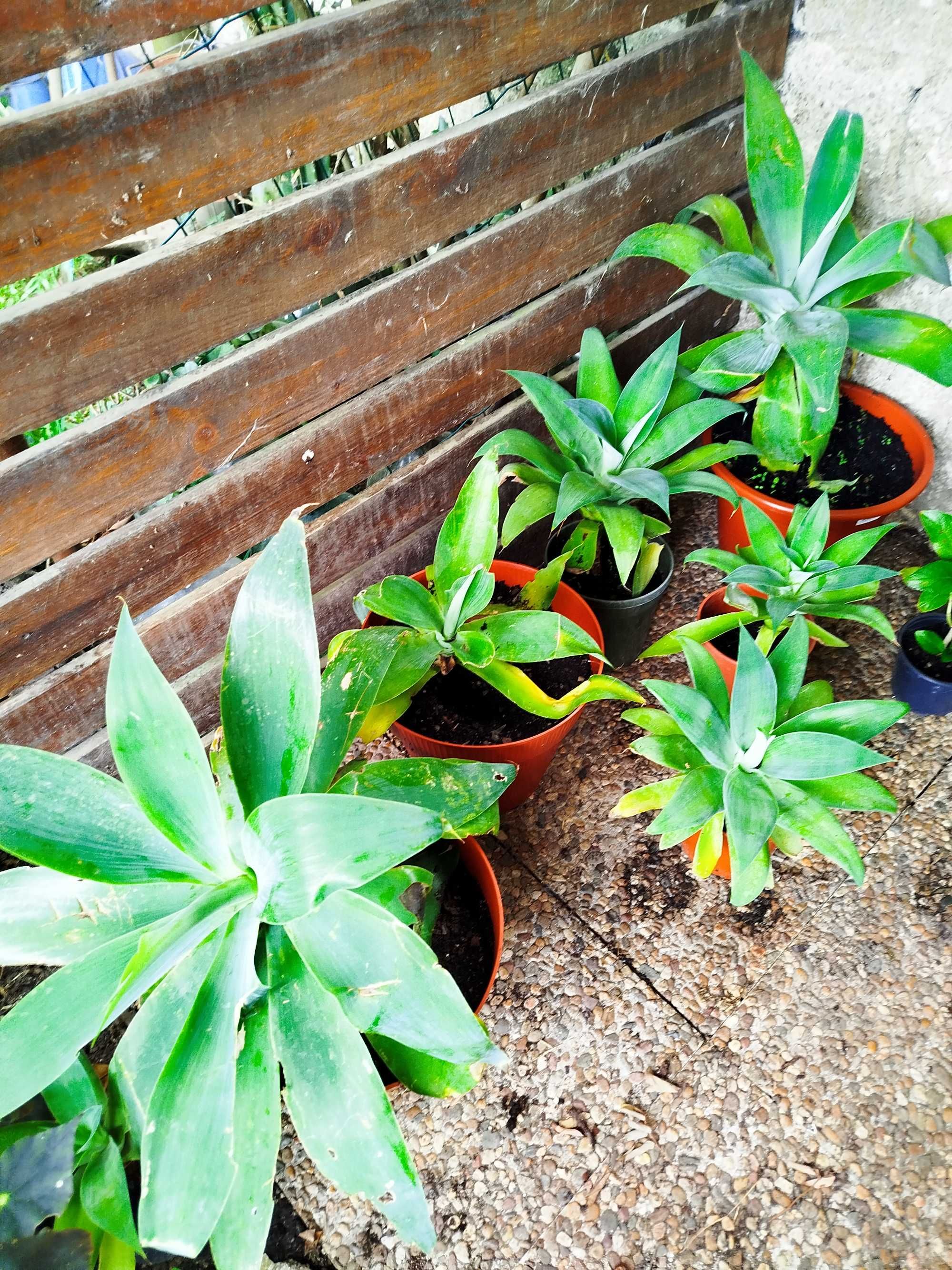 Agave Dragão - agave attenuata
