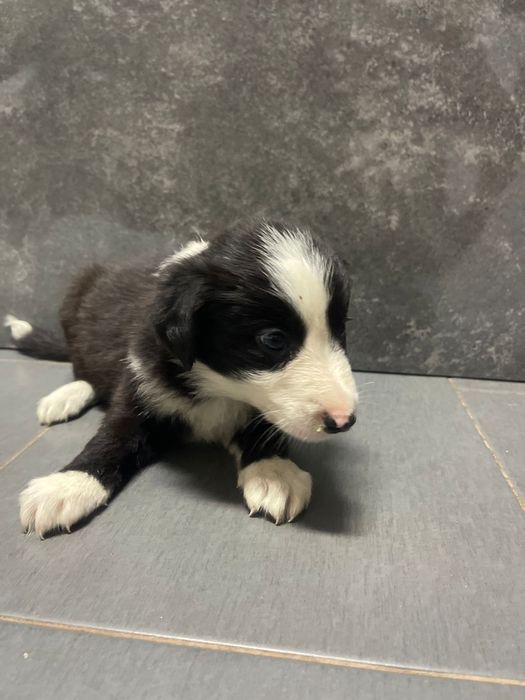Border collie femea 2 meses