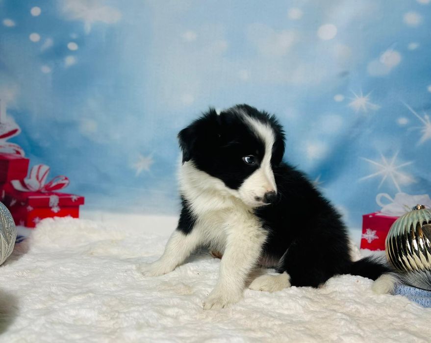 szczeniak  Border Collie ZKwP (FCI) czarno-biały Rezerwacja