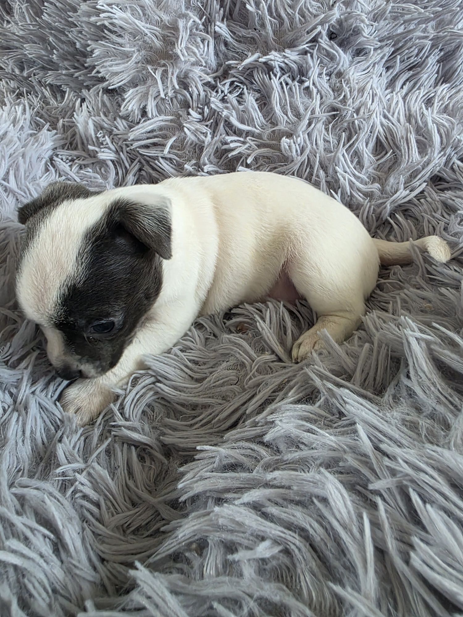 Chihuahua piesek biało czarny