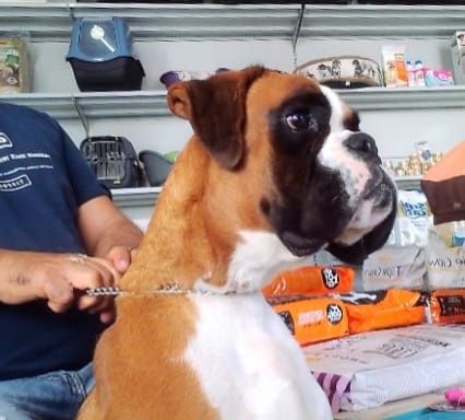 Excelente Boxer Macho