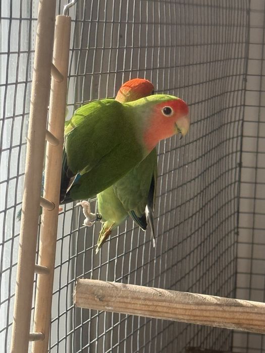 Vendo casal de Agapornis