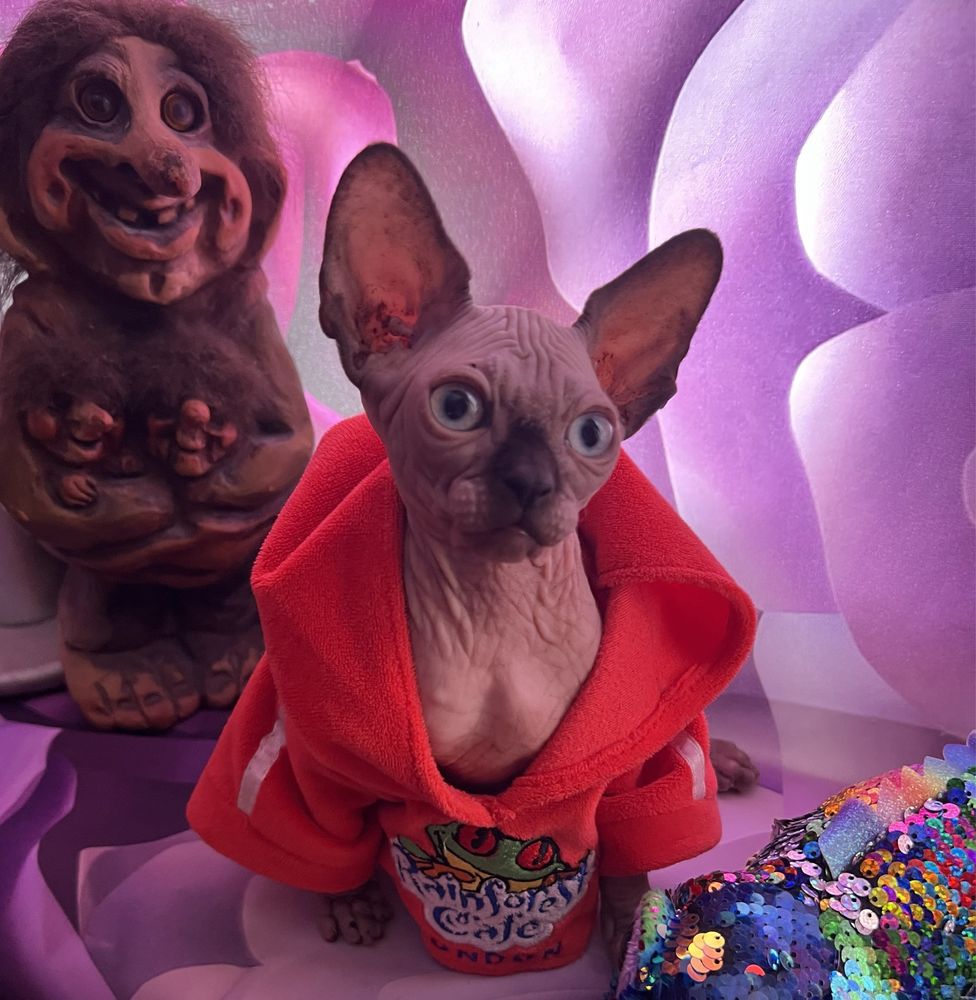 SPHYNX • przekochane Dzieci jak małpki, Psy‼️ Kociak czeka na ciebie!