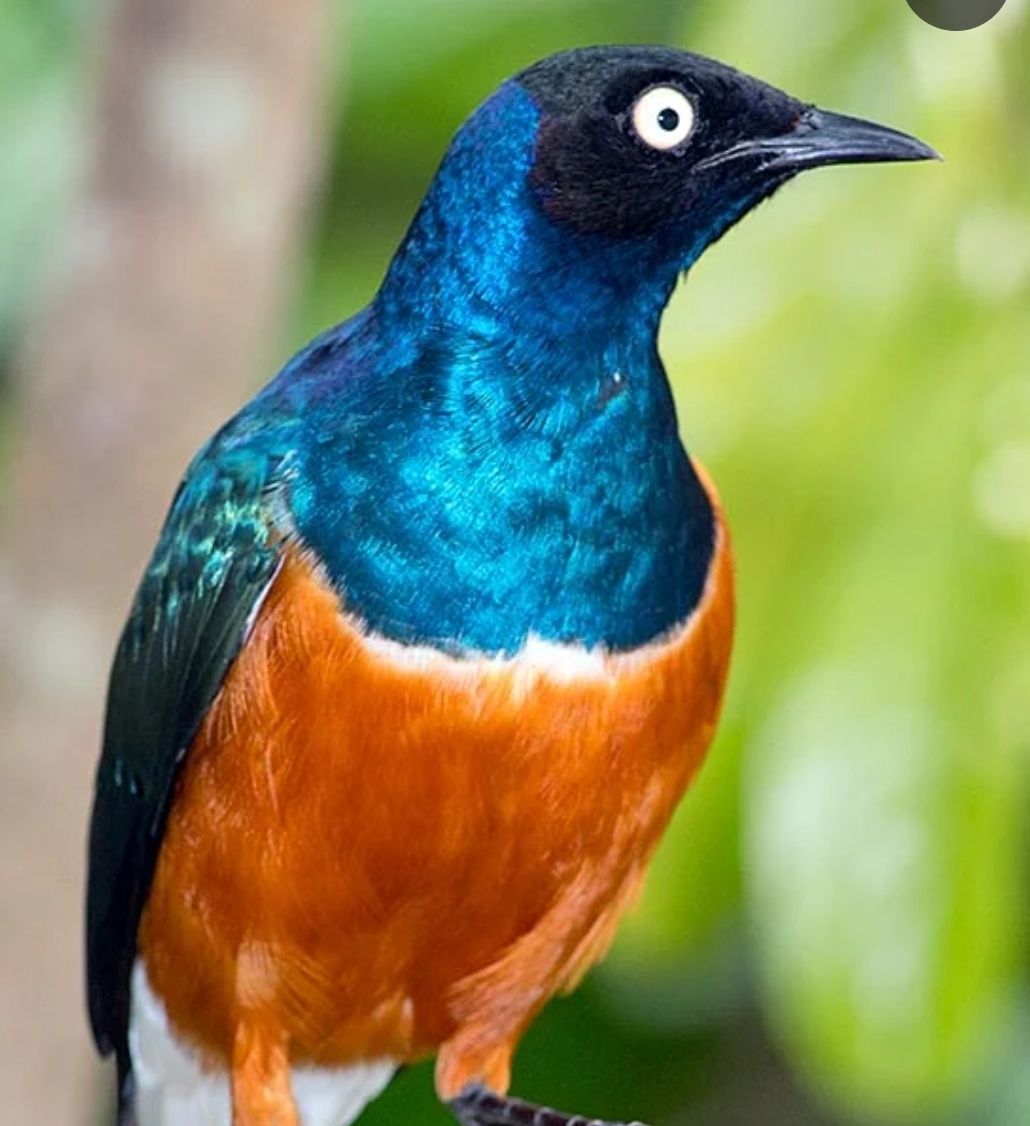 Lamprotornis Superbus