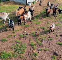 Cabras anãs adultas