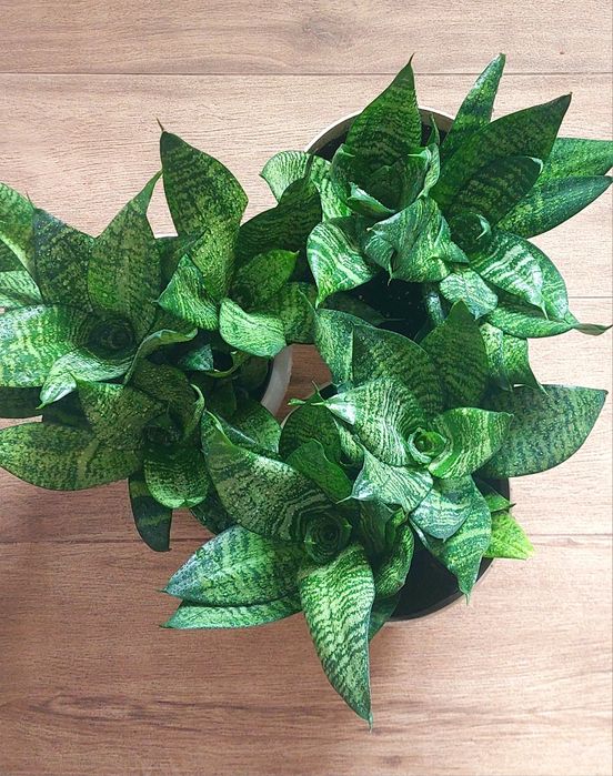 Сансевієрія Ханні в асортименті