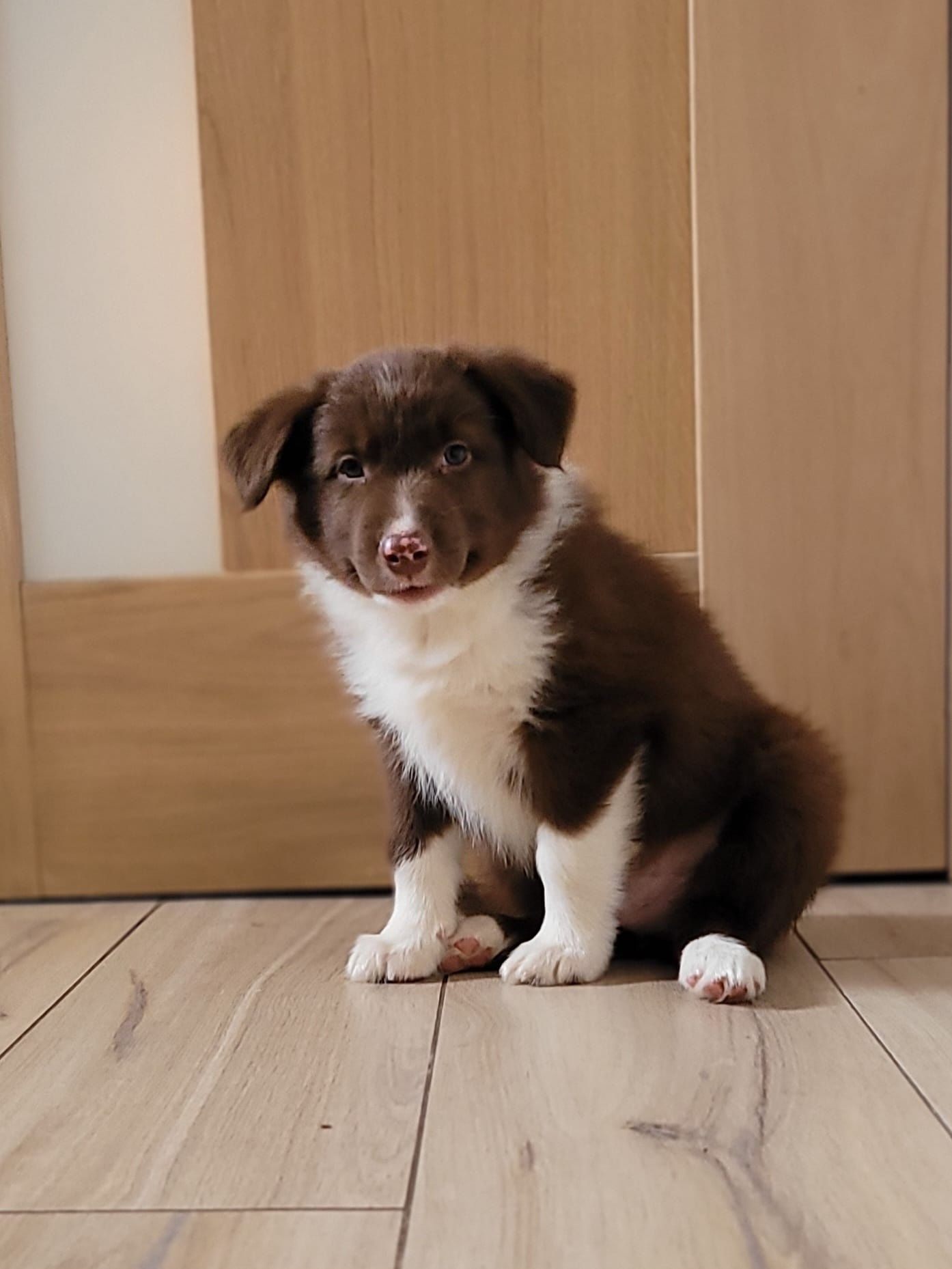 Border Collie piesek