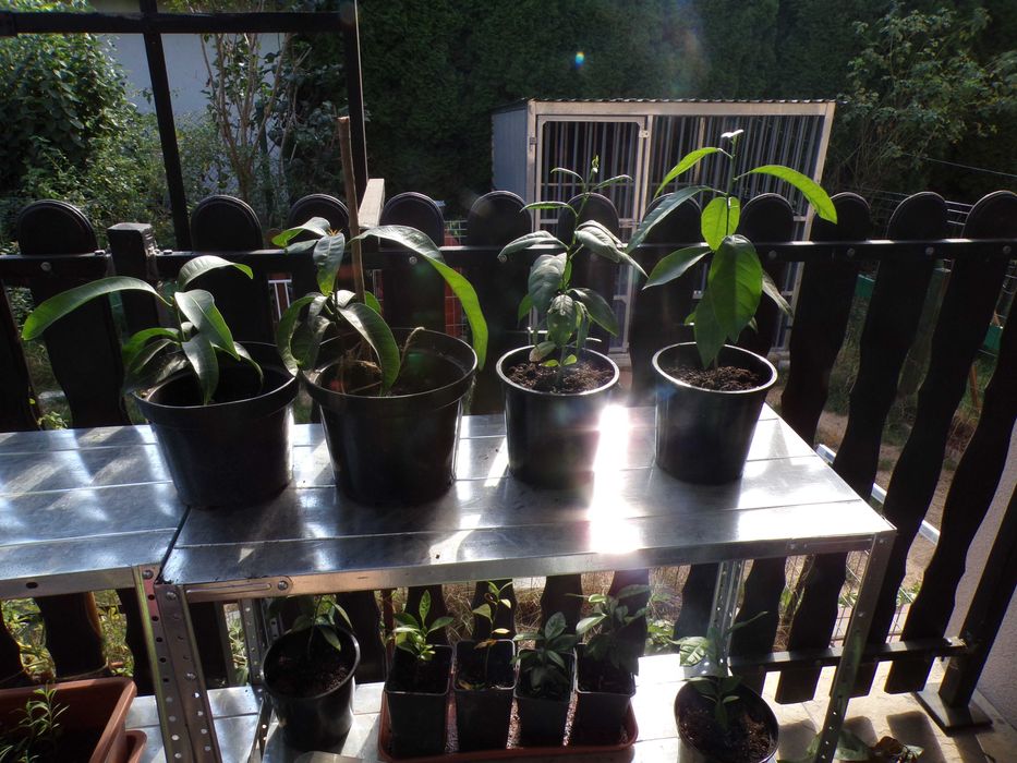 Sadzonka cytryny w doniczce mango awokado