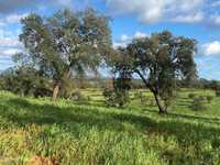 Terreno rustico com plantação de sobreiros seniores | 9,5...