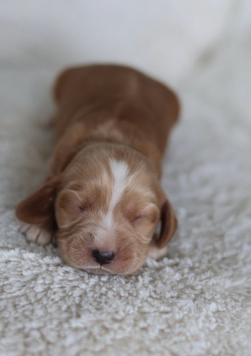 Cocker Spaniel Angielski suczki