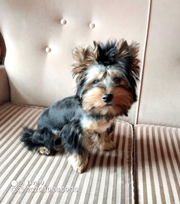 Yorkshire terrier chłopczyk Billy