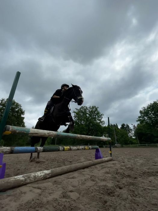 Na sprzedaż koń wlkp 7 lat