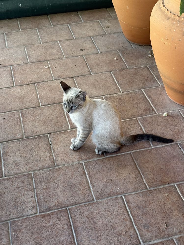 Gatinha para doacao