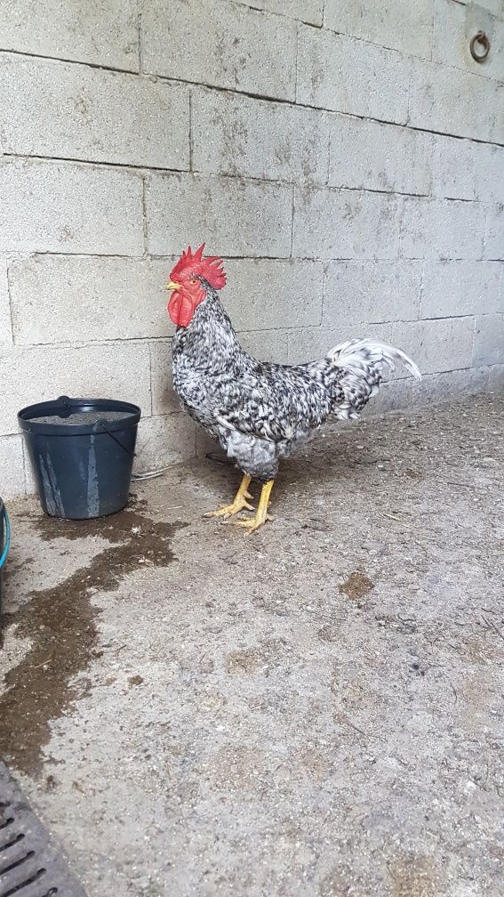 Galo Pedrês Portuguesa