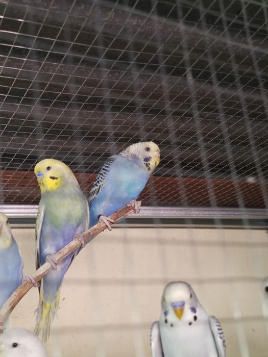 Varios periquitos para venda