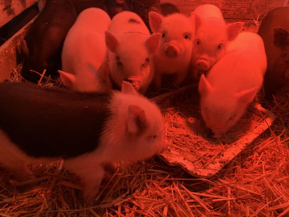 Поросята корейские