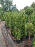 Tuje szmaragd thuja  wys od70cm do 1,8m