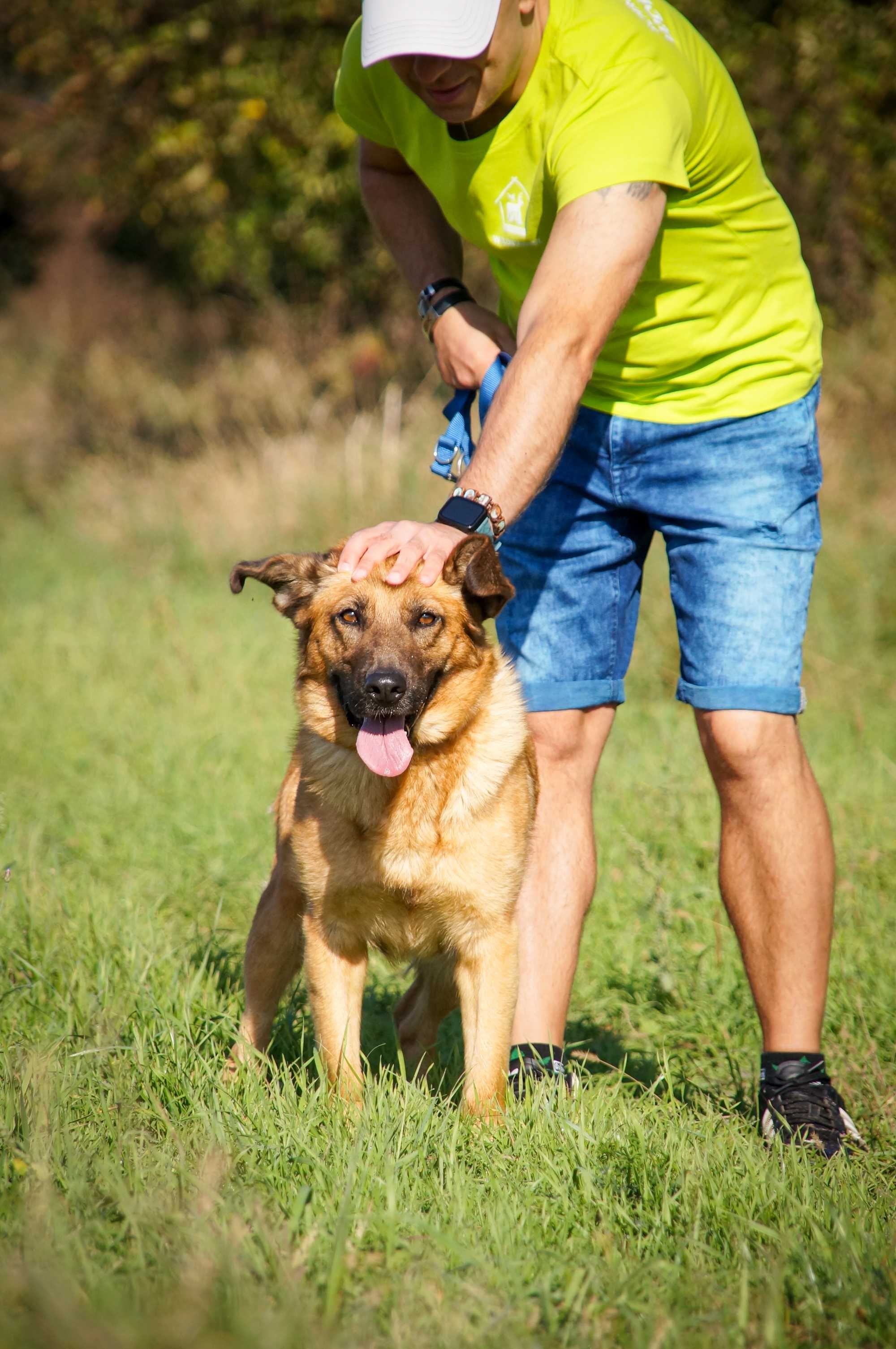 Germena - piękna owczarkowata sunia do adopcji.