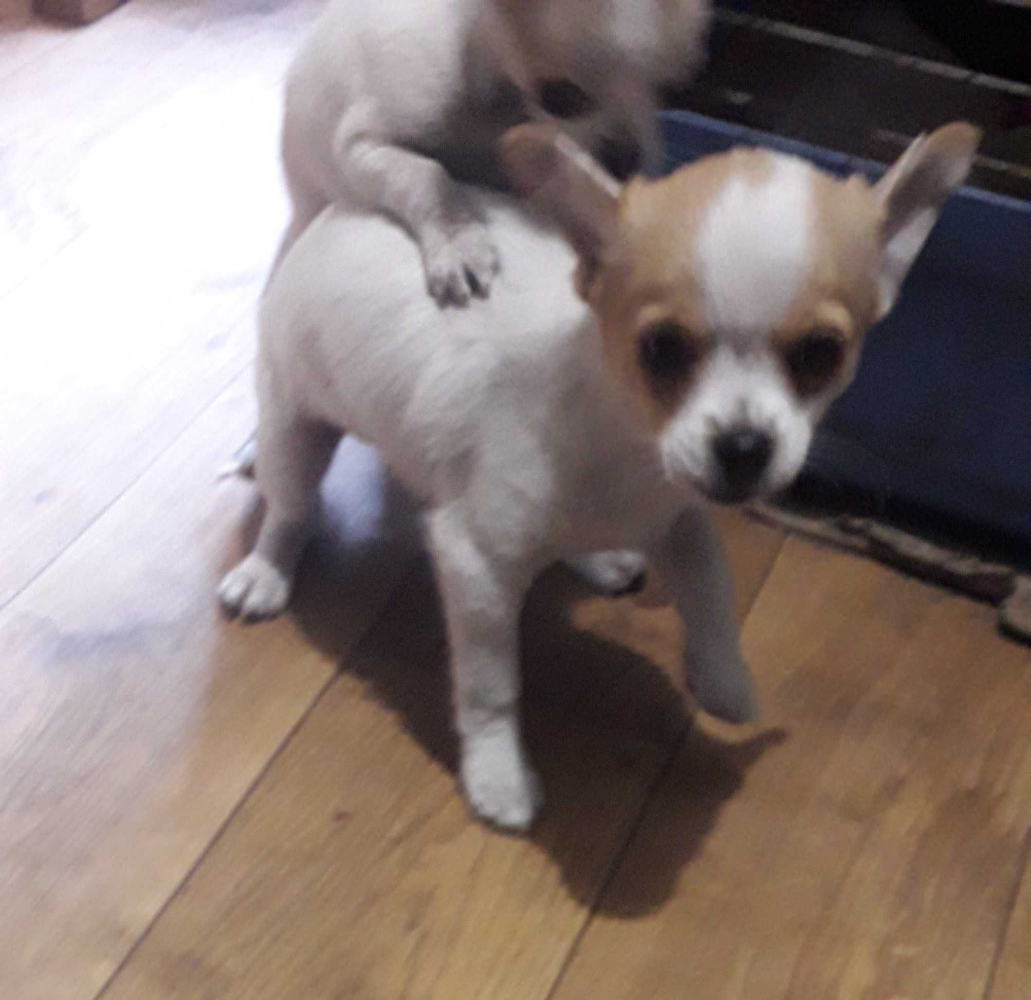 Chihuahua piesek