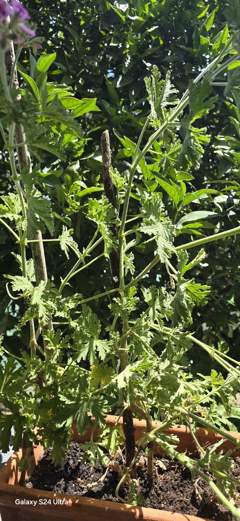 Citronelas adultas.